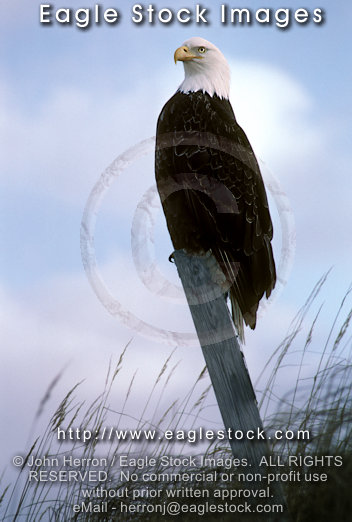 #beful3b - bald eagle photo.  Proud american bald eagle image.  Stock Wildlife Photography.